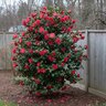 Camellia Japonica Turandot Camellia