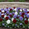 Viola x wittrockiana Matrix Red, White & Blue Mixture Pansy