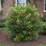 Illicium X Woodland Ruby Florida Anise