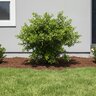 Viburnum Obovatum Raulston Hardy Small-Leaf Viburnum