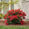 Rhododendron X Girards Scarlet Azalea