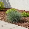 Festuca Glauca Cool as Ice Blue Fescue