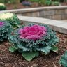 Brassica Oleracea Nagoya Rose Ornamental Kale
