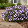 Petunia x Headliner Blueberry Swirl Petunia