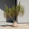 Beaucarnea Guatemalensis Red Ponytail Plant