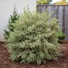 Pittosporum Tenuifolium Silver Magic Kohuhu