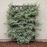 Schizophragma Elliptifolia Monhart Lacy Hearts Japanese Hydrangea Vine