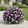 Impatiens X Hybrida SunPatiens Compact Orchid New Guinea Impatiens