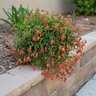 Kalanchoe Bryophyllum Manginii Bette Red Bells Chandelier Plant