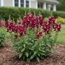 Antirrhimum majus Snaptini Burgundy Bicolor Snapdragon