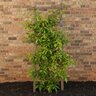 Bignonia capreolata Shalimar Red Cross Vine 3 gal. Container