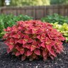 Coleus scutellarioides Sunlover Alabama Sunset Coleus