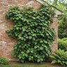 Hydrangea (Decumaria) Barbara Climbing Hydrangea