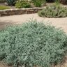 Coprosma x kirkii Variegata Mirror Plant