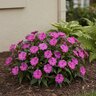 Impatiens Hawkeri Sonic Amethyst New Guinea Impatiens