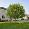 Prunus Avium Regina Cherry