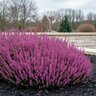 Erica X Darleyensis Furzey Winter Heather