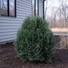 Thuja Occidentalis Little Gem Arborvitae