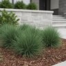 Festuca Muelleri Muellers Fescue