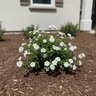 Lantana X Hybrida Snow White Lantana