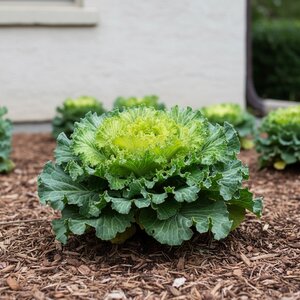 Brassica oleracea Osaka Pink Ornamental Cabbage 1 gal. Container