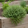 Thymus X Citriodorus Archers Gold Lemon Thyme