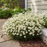 Bidens ferulifolia Timeless White Delight Bidens 6 in. Container