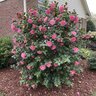 Camellia Sasanqua William Lanier Hunt Camellia