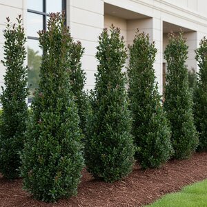 Ilex crenata Red Sky Japanese Holly 3 gal. Container