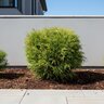 Chamaecyparis Pisifera Angel Hair Sawara Falsecypress