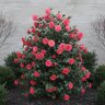 Camellia Japonica Arctic Rose Camellia