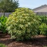 Manihot Esculenta Variegata Bitter Cassava