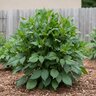 Dahlia x Snow Country Dinnerplate Dahlia