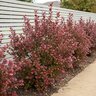 Lophomyrtus X Ralphii Kathryn New Zealand Myrtle