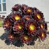 Aeonium Aboreum Silk Pinwheel Tree Houseleeks