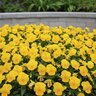 Viola X Wittrockiana Delta Premium Pure Lemon Pansy