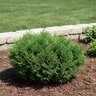 Thuja Occidentalis Pancake Arborvitae