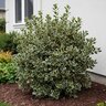 Ilex Aquifolium Variegata English Holly