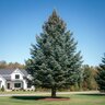 Abies Fraseri Fraser Fir