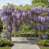 Wisteria Floribunda Black Dragon Japanese Wisteria