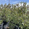Philadelphus Lewisii Cheyenne Mock Orange  