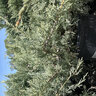 Juniperus Chinensis Holbert Chinese Juniper  