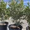 Salvia Argentea Silver Sage