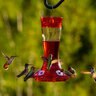 More Birds Hummingbird Feeder Garnet 20 oz.