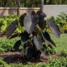 Colocasia Esculenta Black Magic Elephant Ear