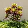 Codiaeum variegatum Croton 1 gal. Container