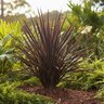 Cordyline Australis Red Sensation Dracaena