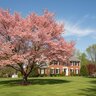 Cornus Florida Rubra Pink Dogwood