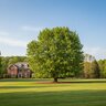 Fagus Sylvatica Green Beech