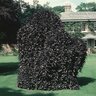 Fagus Sylvatica Purple Pendula Weeping Beech